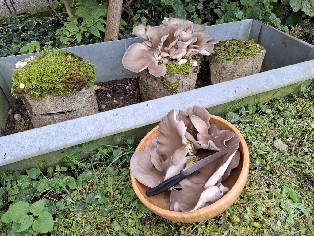 Austernseitlinge getrocknet